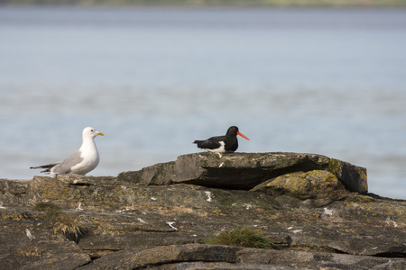 seagulls and chicks on the rock in Eggum, Norwayの写真素材