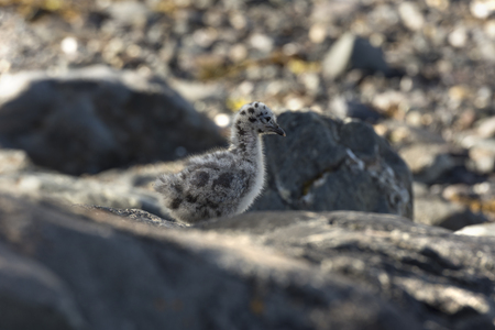 seagulls and chicks on the sea in Eggum, Norwayの写真素材