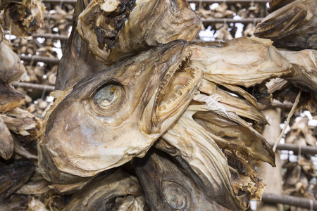 overview of racks for drying stockfish in Svolvaer at Lofoten in Norwayの写真素材