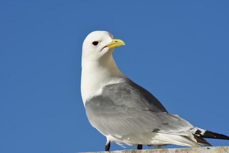 gulls during the period of reproduction in Nyksund at Lofoten in Norwayの写真素材