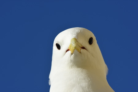 gulls during the period of reproduction in Nyksund at Lofoten in Norwayの写真素材