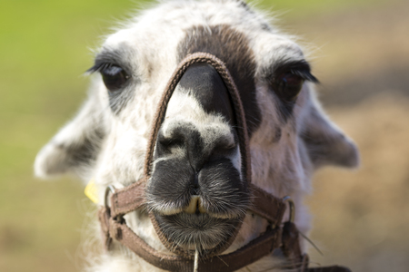 lama during the period of reproduction at Andenes at Lofoten in Norwayの写真素材