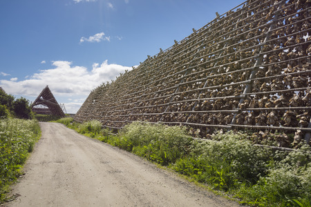 overview of racks for drying stockfish in Svolvaer at Lofoten in Norwayの写真素材