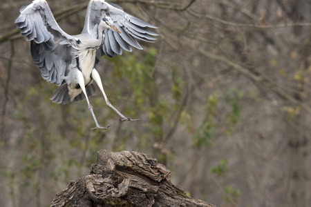 gray heron in Cisliano in Italyの写真素材