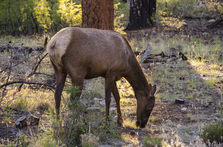 deer gazing in the forest in the grand canyon in the united states of americaの写真素材