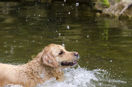 golden retriever running in the water of a lakeの写真素材
