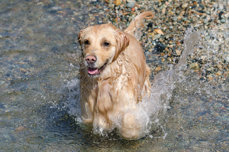 golden retriever running in the water of a lake