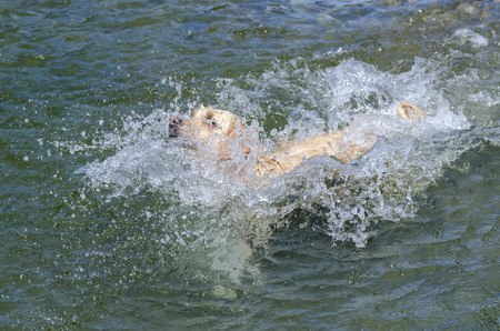 golden retriever running in the water of a lakeの写真素材