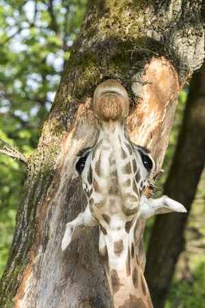 closeup of a giraffe in a safariの写真素材