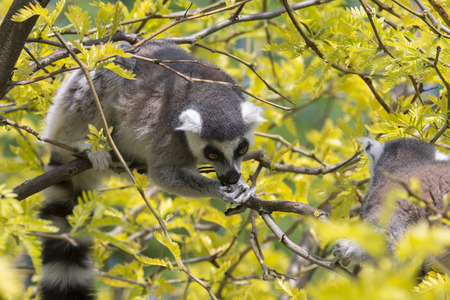 lemur of madagascar while eating on a tree