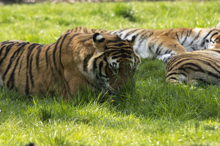tiger on the grass in a safari zoo in Italyの写真素材