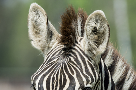 close up of a zebra in a meadowの写真素材