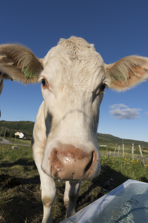 honey colored cows grazing in Haugesund in Norwayの写真素材