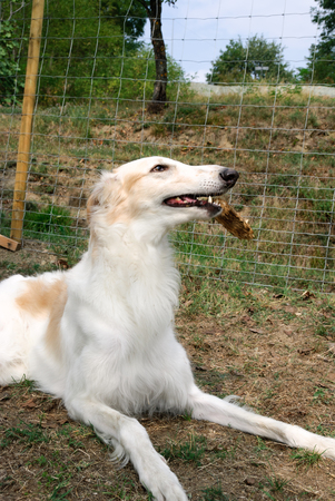 Russian Greyhound in a garden in Italyの写真素材