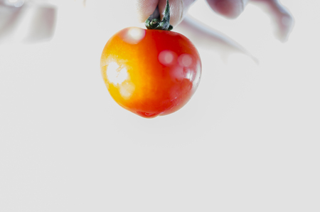 tomato falling into the water still lifeの写真素材