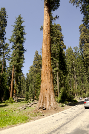 landscape in the Sequoia National Park in California in the United States of Americaの写真素材