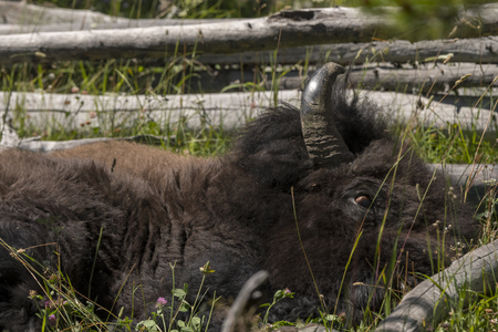 bison in Yellowstone Nationale Park in Wyoming