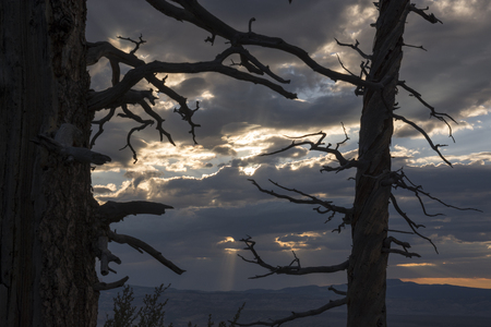 Trees and birds in bryce canyon in the united states of americaの写真素材