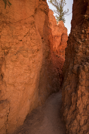 landscape on the bryce canyon in the united states of america