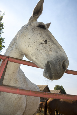 body details of a horse in Liguria in Italyの写真素材