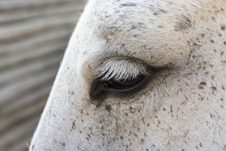 body details of a horse in Liguria in Italyの写真素材