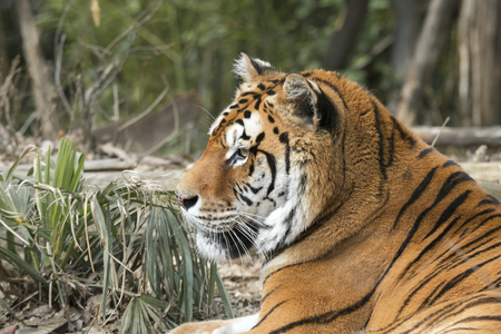 tiger resting in a zoo in italyの写真素材