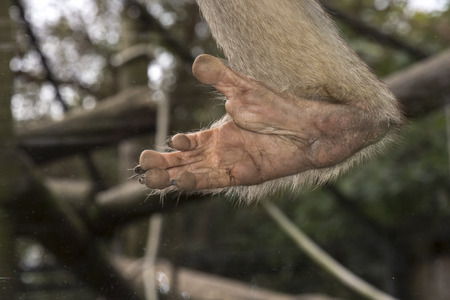foot of a baboon with fingerprints behind a glassin in zooの写真素材