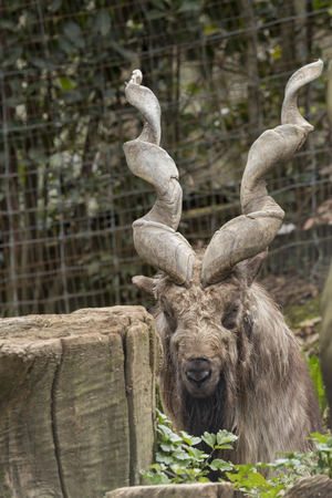 markor rest in a zoo in Italyの写真素材