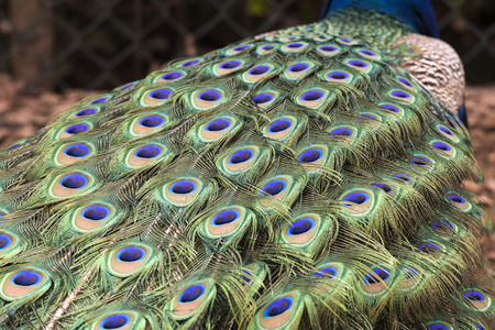 peacock making the wheel in the mating seasonの写真素材