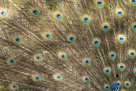 peacock making the wheel in the mating seasonの写真素材