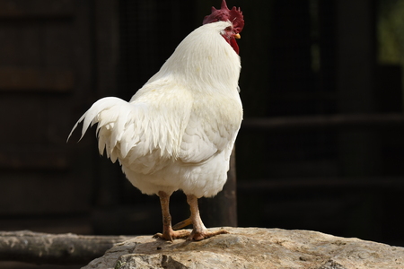 close up of a rooster on a farmの写真素材