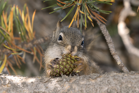 squirrel eating a cone in Yellowstone National Park in united states of americaの写真素材