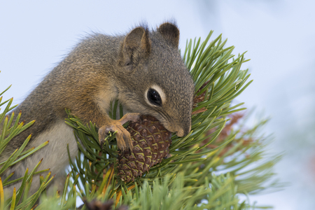 squirrel eating a cone in Yellowstone National Park in united states of americaの写真素材