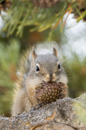 squirrel eating a cone in Yellowstone National Park in united states of americaの写真素材