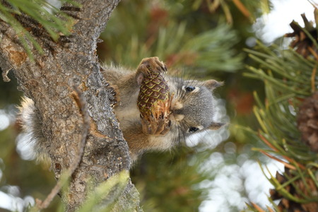 squirrel eating a cone in Yellowstone National Park in united states of americaの写真素材