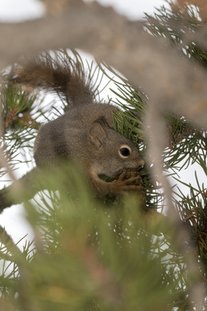 squirrel eating a cone in Yellowstone National Park in united states of america