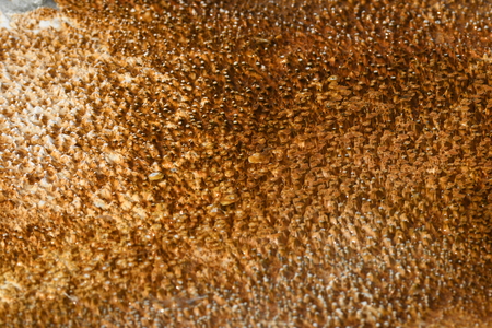 Geyser in old faithful Basin in Yellowstone National Park in Wyomingの写真素材