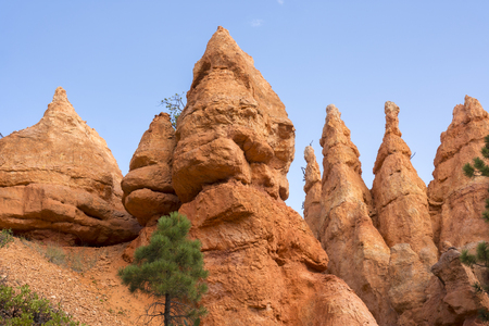 trail and trees in bryce canyon landscape in the united states of americaのeditorial素材