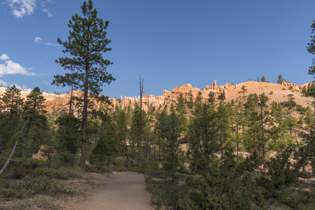 trail and trees in bryce canyon landscape in the united states of americaのeditorial素材