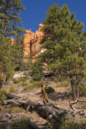 trail and trees in bryce canyon landscape in the united states of americaのeditorial素材