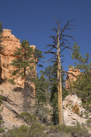 trail and trees in bryce canyon landscape in the united states of americaのeditorial素材