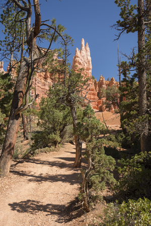 trail and trees in bryce canyon landscape in the united states of americaのeditorial素材