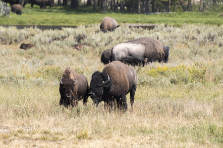 bison change the fur in Yellowstone National Park in Wyomingの写真素材