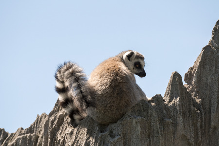 lemur of madagascar while eating on a tree