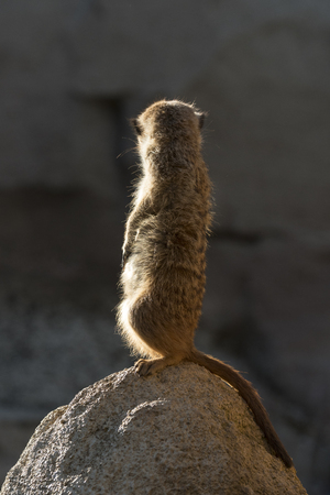 meerkats keep watch on a rock in italyの写真素材