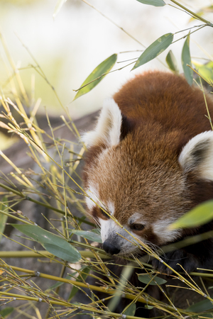 red panda on a tree while restingの写真素材