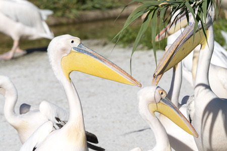 close-up of a white pelican in Italyの写真素材