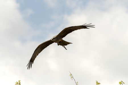 black kite in flight during a show