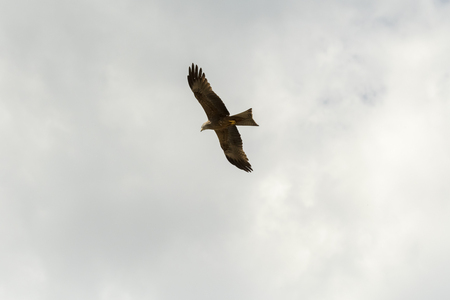 black kite in flight during a show