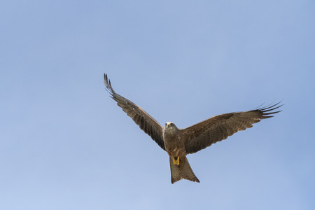 black kite in flight during a show